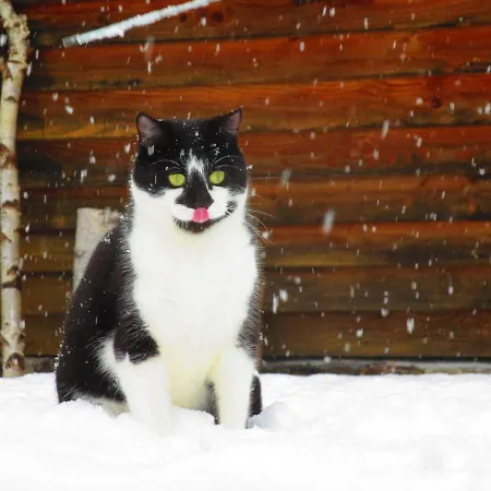 L'esprit Du Bois 木屋 艾达