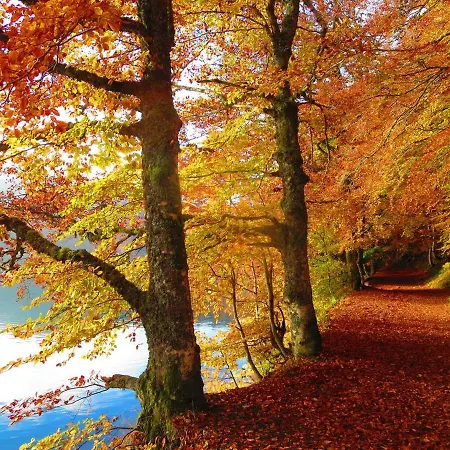 L'esprit Du Bois 木屋 *